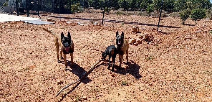 transporte mascotas desde murcia a barcelona