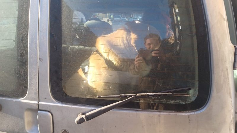 Taxi para mascotas&nbsp;grandes