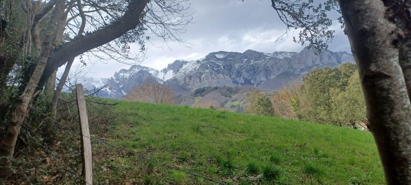 Mudanza con mascota a Cantabria a la&nbsp;napolitana