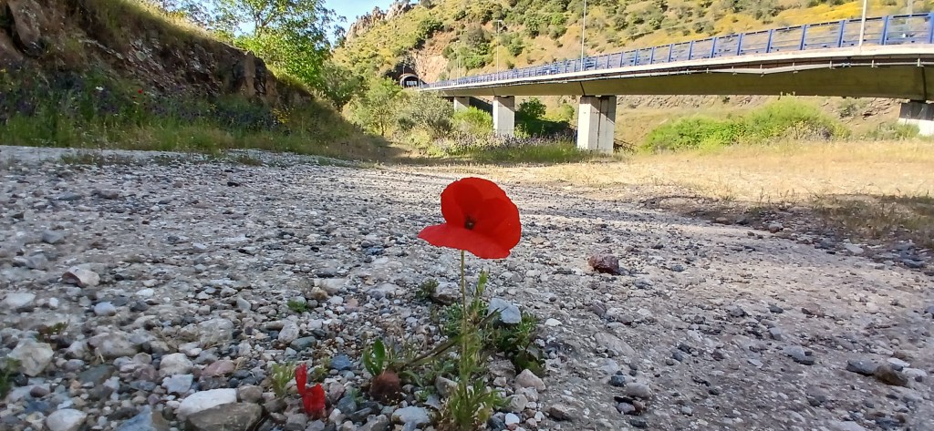 amapola en Despeñaperros