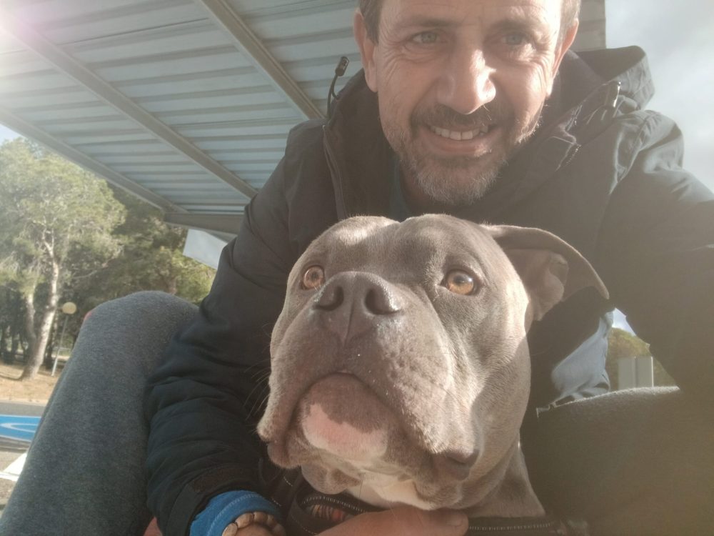 Transporte de un american bully a Alemania por carretera
