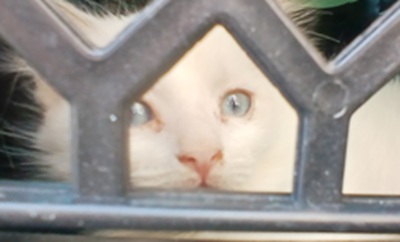 Gata blanca con ojos azules en transportín durante un viaje de Toledo a Tarragona, ejemplo de transporte seguro de mascotas en ruta