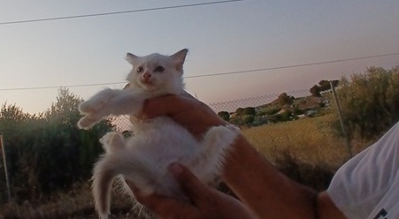 transporte de una gata ragdoll, muñeca de trapo, desde Toledo a Tarragona
