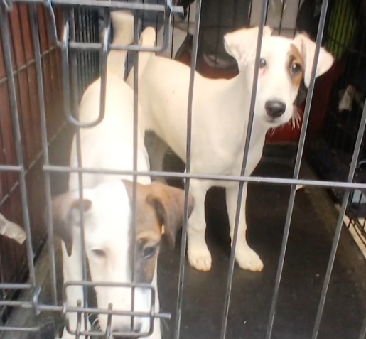 transporte de dos perritos desde Salamanca a Tarragona